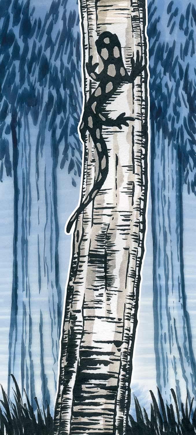 FABER-CASTELL India ink PITT artist pen SB - Al Masam Stationery LLC