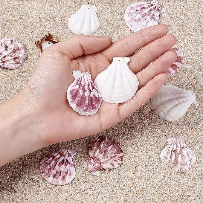 Sea Shells 100g for Crafts & Decoration