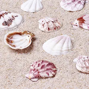 Sea Shells 100g for Crafts & Decoration