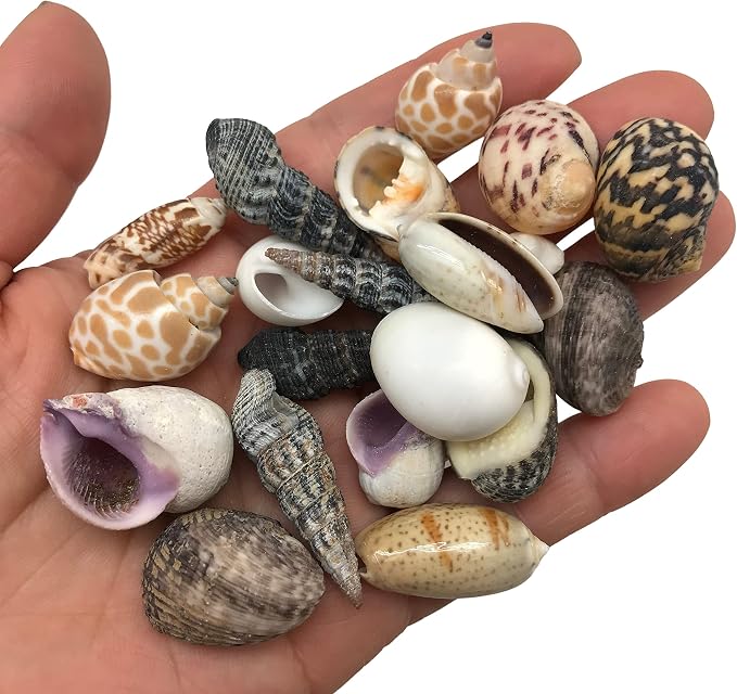 Sea Shells 130g for Crafts & Decoration