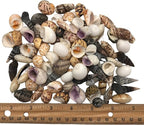 Sea Shells 130g for Crafts & Decoration