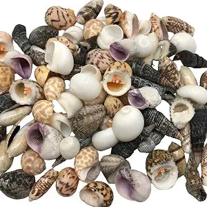 Sea Shells 130g for Crafts & Decoration Secondary image
