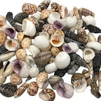 Sea Shells 130g for Crafts & Decoration