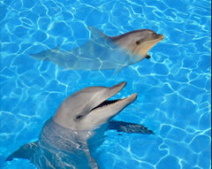 ELMAS Custom Dolphin 3D PVC Floor Painting Stickers - Al Masam Stationery LLC
