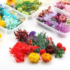 ELMAS Dried Floral Elegance for DIY Crafts and Decor