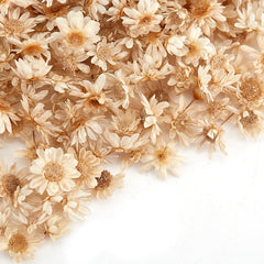 ELMAS Charming Dried Flower Set for DIY Crafts and Art