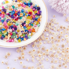 ELMAS Charming Dried Flower Set for DIY Crafts and Art