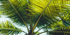 ELMAS Custom Tropical Rainforest Green Plant Wallpaper - Al Masam Stationery LLC