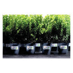 Weatherproof film labels45.7 x 21.2 mm - Al Masam Stationery LLC